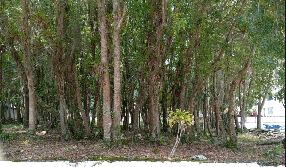 bosque